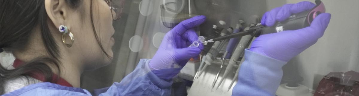 Luchar contra el dengue con mosquitos