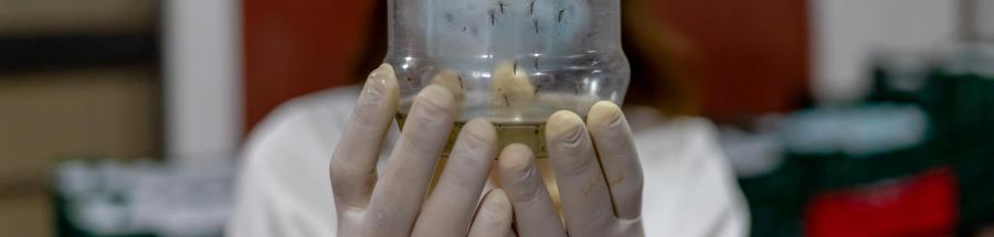 Proyecto arbovirus - dengue