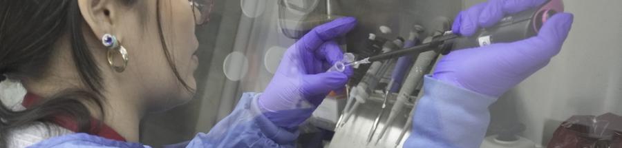 Luchar contra el dengue con mosquitos