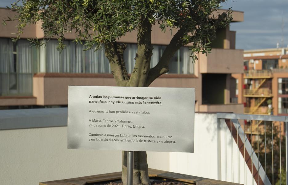Olivo en memoria de María, Tedros y Yohannes en la sede de MSF España en Barcelona 