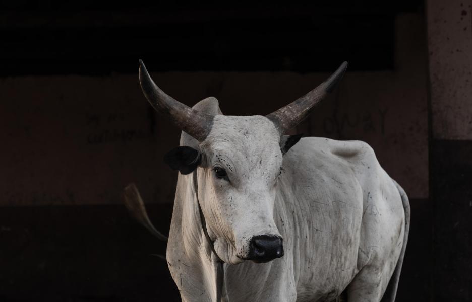 La vaca de un pastor es llevada al matadero en la ciudad de Makurdi.