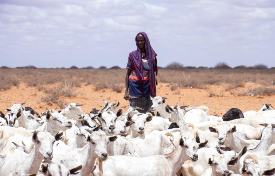  Hace 3 años, Tahliil Abdulahi Cali tenía 250 cabras. Hoy solo le quedan 100.