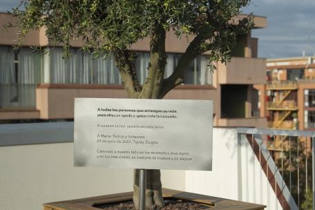 Olivo en memoria de María, Tedros y Yohannes en la sede de MSF España en Barcelona 