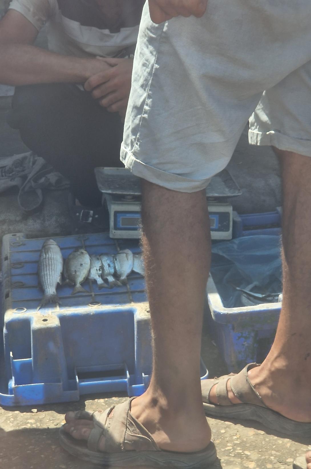 Glosario de Aitor en Gaza  - Pescadería
