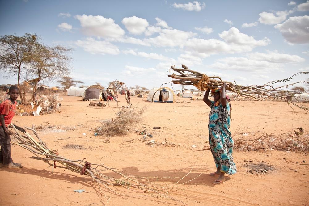 Refugiados somalíes transportan madera para construir refugios en el borde del campo de Dadaab, en Kenia.